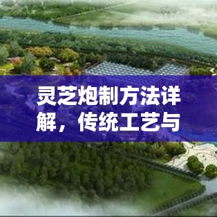 灵芝炮制方法详解，传统工艺与现代技术的完美融合