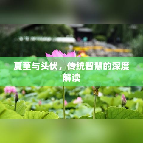 夏至与头伏，传统智慧的深度解读