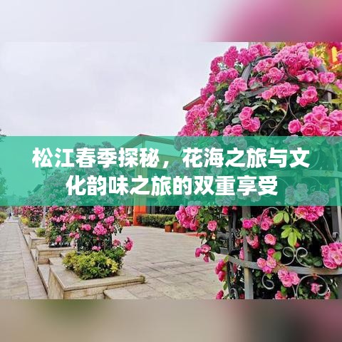 松江春季探秘，花海之旅与文化韵味之旅的双重享受