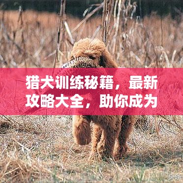 猎犬训练秘籍，最新攻略大全，助你成为训练达人！
