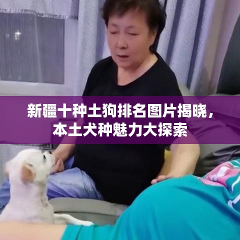 新疆十种土狗排名图片揭晓，本土犬种魅力大探索