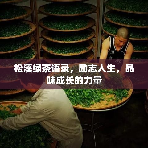 松溪绿茶语录，励志人生，品味成长的力量