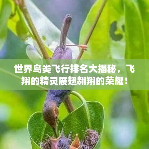 世界鸟类飞行排名大揭秘，飞翔的精灵展翅翱翔的荣耀！