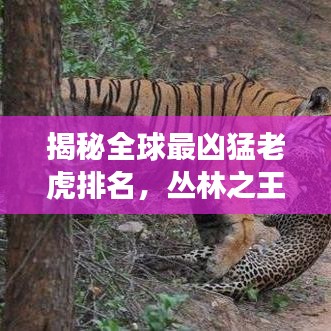 揭秘全球最凶猛老虎排名，丛林之王霸主地位震撼来袭！