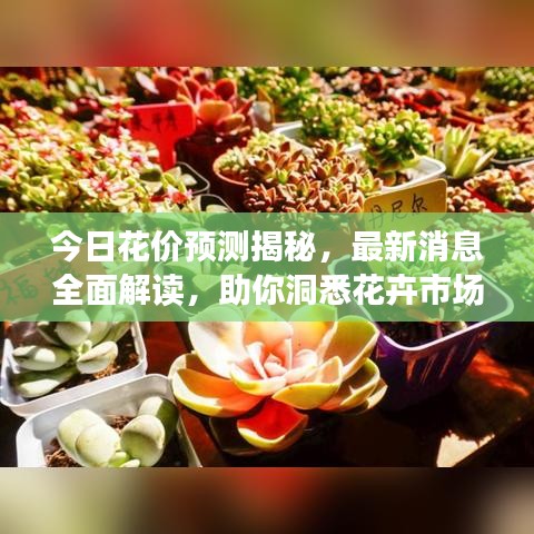 今日花价预测揭秘，最新消息全面解读，助你洞悉花卉市场走势！