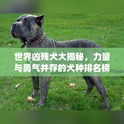 世界凶残犬大揭秘，力量与勇气并存的犬种排名榜单！