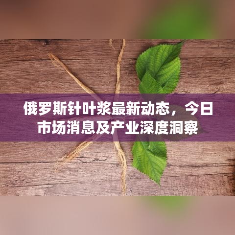 俄罗斯针叶浆最新动态，今日市场消息及产业深度洞察