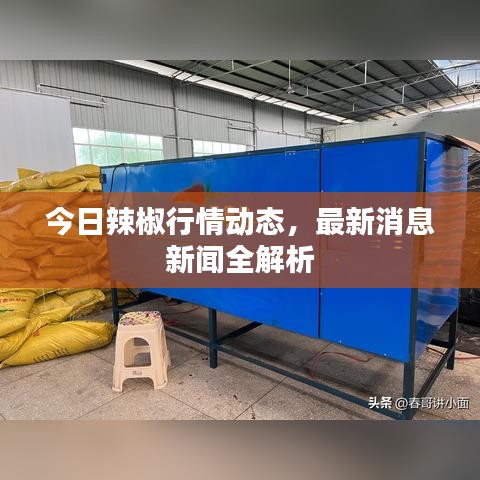 今日辣椒行情动态，最新消息新闻全解析