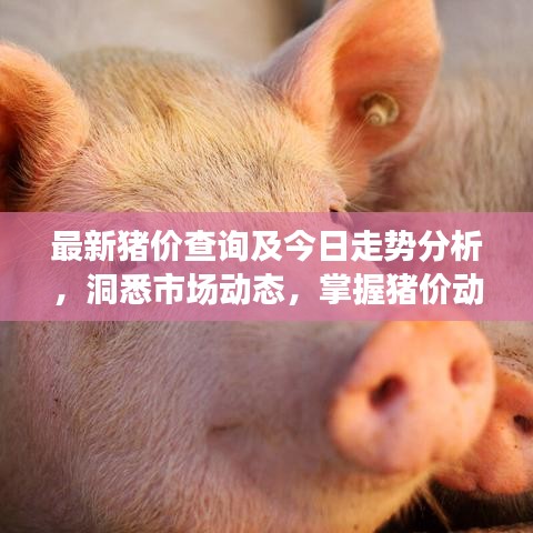 最新猪价查询及今日走势分析，洞悉市场动态，掌握猪价动态