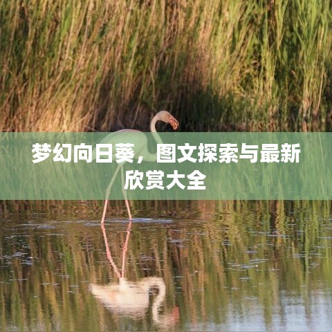 眼张失道