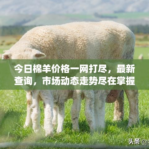 今日棉羊价格一网打尽，最新查询，市场动态走势尽在掌握