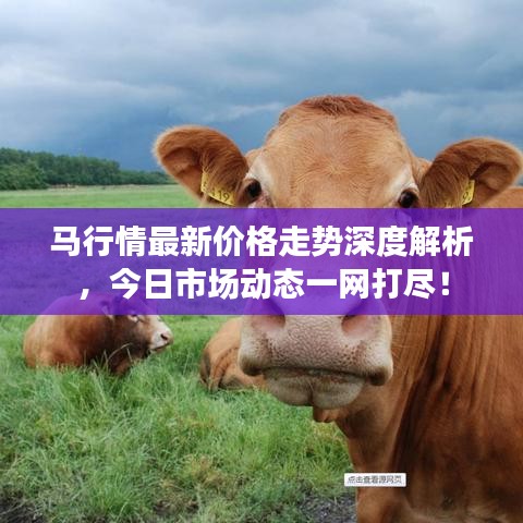 马行情最新价格走势深度解析，今日市场动态一网打尽！