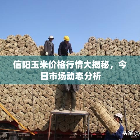 信阳玉米价格行情大揭秘，今日市场动态分析