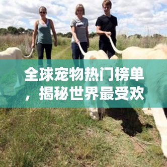 全球宠物热门榜单，揭秘世界最受欢迎宠物种类深度解析
