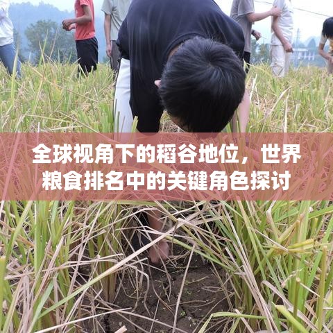 全球视角下的稻谷地位，世界粮食排名中的关键角色探讨