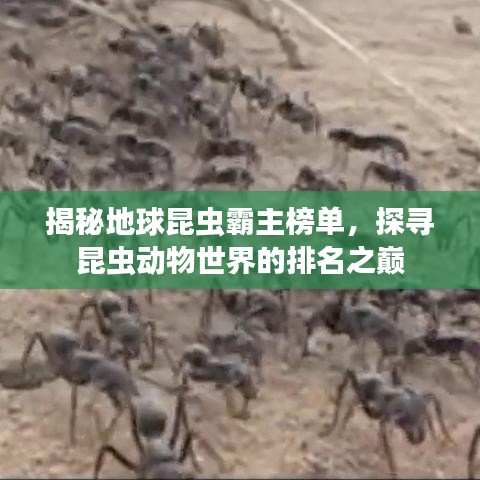 揭秘地球昆虫霸主榜单，探寻昆虫动物世界的排名之巅