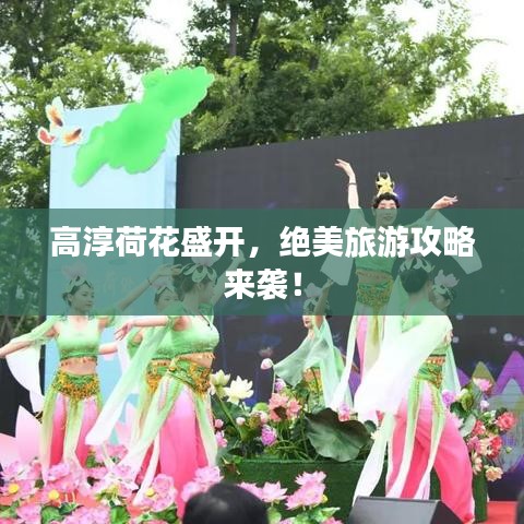 高淳荷花盛开，绝美旅游攻略来袭！