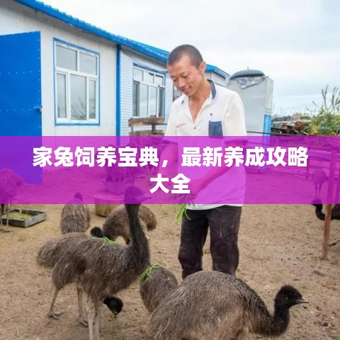 家兔饲养宝典，最新养成攻略大全