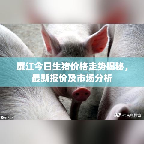 廉江今日生猪价格走势揭秘，最新报价及市场分析