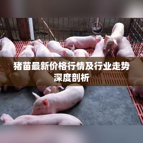 猪苗最新价格行情及行业走势深度剖析