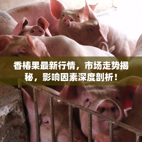 香椿果最新行情，市场走势揭秘，影响因素深度剖析！