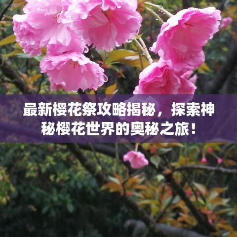 最新樱花祭攻略揭秘，探索神秘樱花世界的奥秘之旅！