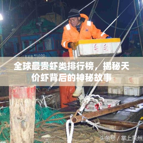 全球最贵虾类排行榜，揭秘天价虾背后的神秘故事