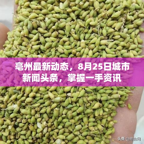 亳州最新动态，8月25日城市新闻头条，掌握一手资讯