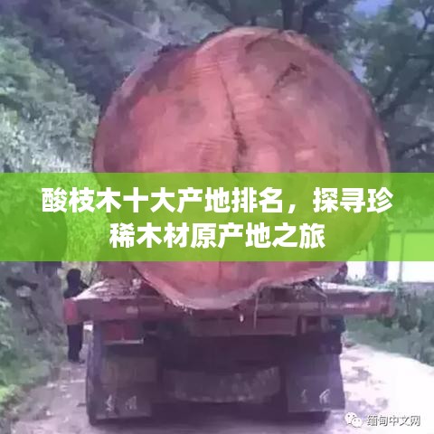 酸枝木十大产地排名，探寻珍稀木材原产地之旅