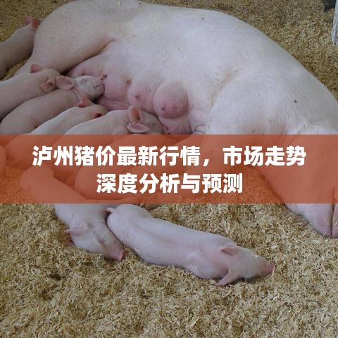 泸州猪价最新行情，市场走势深度分析与预测