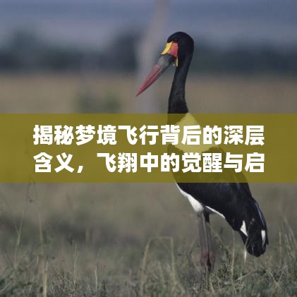 揭秘梦境飞行背后的深层含义，飞翔中的觉醒与启示——百度解析梦境奥秘