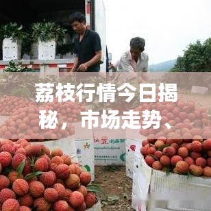 荔枝行情今日揭秘，市场走势、产地最新信息及价格预测重磅出炉