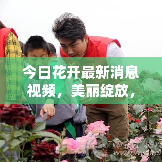 今日花开最新消息视频，美丽绽放，期待无限