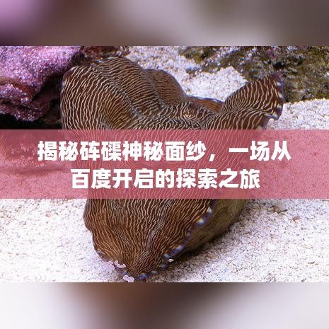 揭秘砗磲神秘面纱，一场从百度开启的探索之旅