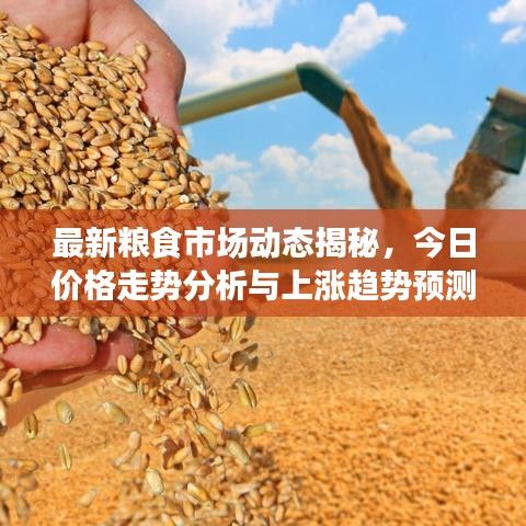 最新粮食市场动态揭秘，今日价格走势分析与上涨趋势预测