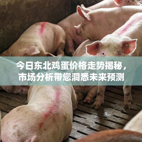 今日东北鸡蛋价格走势揭秘，市场分析带您洞悉未来预测