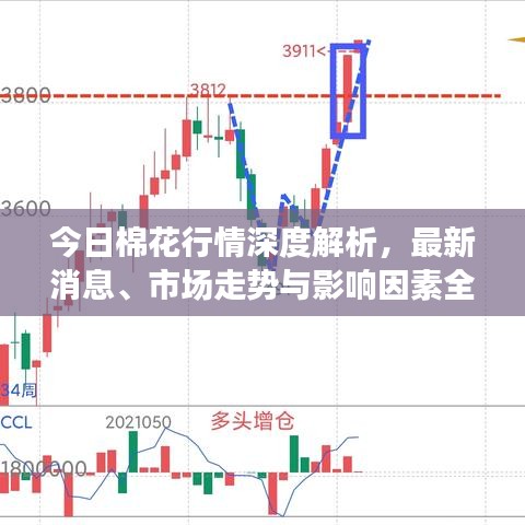 今日棉花行情深度解析，最新消息、市场走势与影响因素全解析