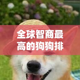 全球智商最高的狗狗排行榜TOP10，智慧与忠诚并存！
