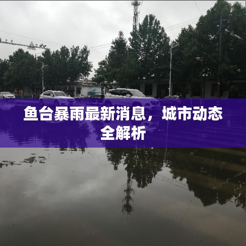 鱼台暴雨最新消息，城市动态全解析