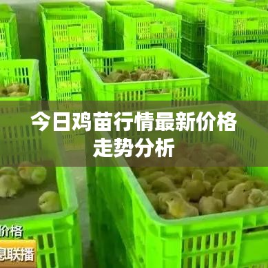 今日鸡苗行情最新价格走势分析
