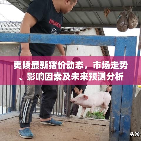 夷陵最新猪价动态，市场走势、影响因素及未来预测分析