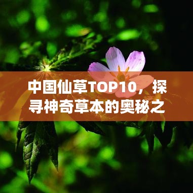 中国仙草TOP10，探寻神奇草本的奥秘之旅