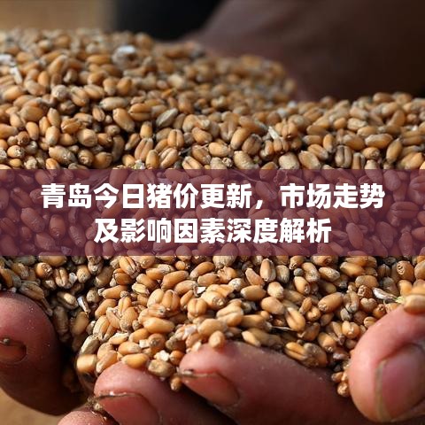 青岛今日猪价更新，市场走势及影响因素深度解析