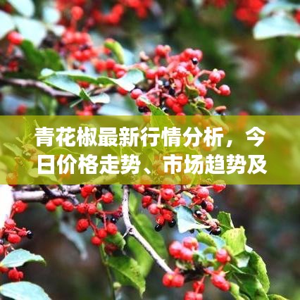 青花椒最新行情分析，今日价格走势、市场趋势及影响因素探讨