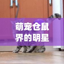 萌宠仓鼠界的明星璀璨闪耀，十大最萌仓鼠排名榜单！