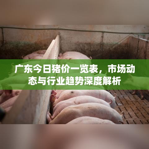 广东今日猪价一览表，市场动态与行业趋势深度解析