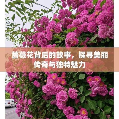 蔷薇花背后的故事，探寻美丽传奇与独特魅力