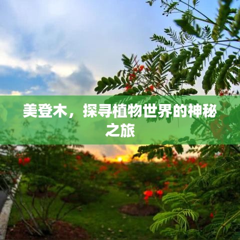 美登木，探寻植物世界的神秘之旅