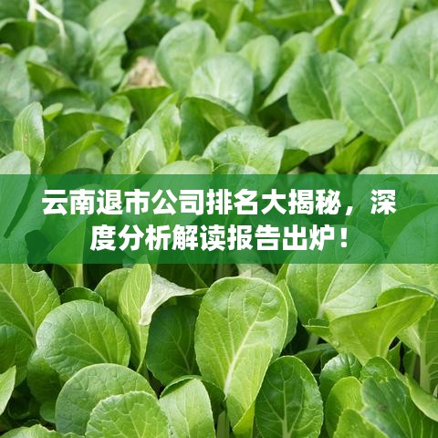 云南退市公司排名大揭秘，深度分析解读报告出炉！