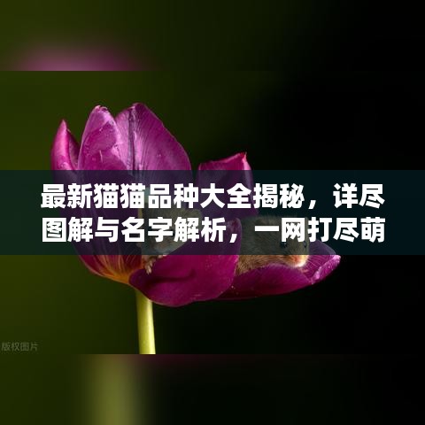 最新猫猫品种大全揭秘，详尽图解与名字解析，一网打尽萌态可掬的猫咪世界！